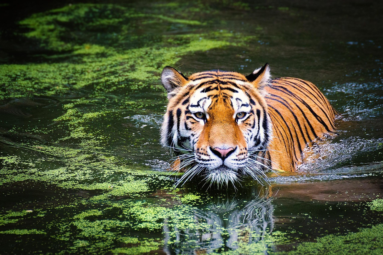 Faszination Thailand: Entdecken Sie die bedrohte Tierwelt und ihren Schutz!
