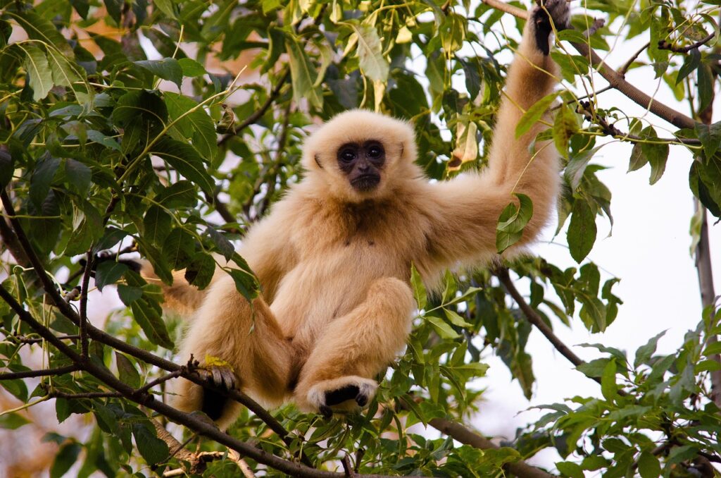 Ein Gibbon im Baum