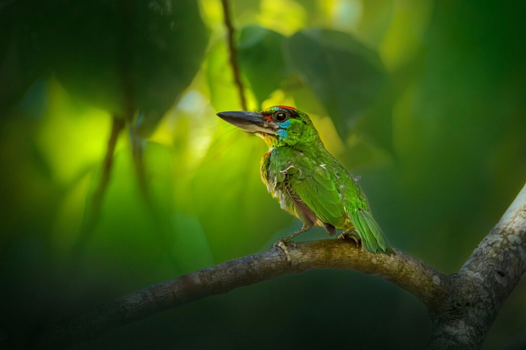 Grüner Vogel im Dschungel Thailands